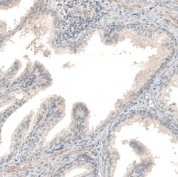 NPRL3 Antibody, Novus Biologicals 0.1mL; Unlabeled:Antibodies, Polyclonal
